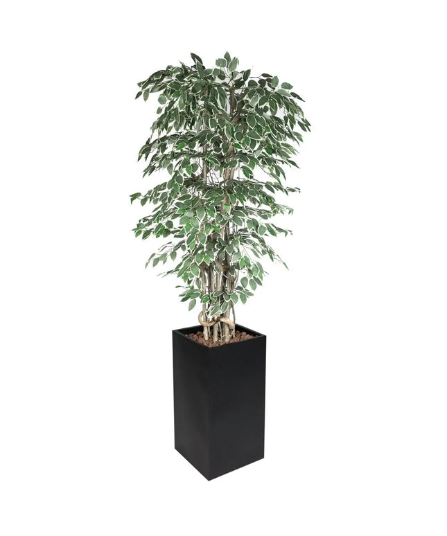 GGM Gastro Artificial "Ficus Starlight" Tree - 210cm - Potted