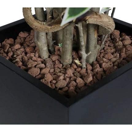 GGM Gastro Artificial "Ficus Starlight" Tree - 210cm - Potted