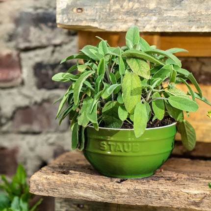 STAUB| Ceramic Bowl – Basil Green - Ø 170 mm
